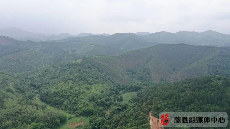 关于藤县积极探索茶产业文旅发展新模式的新闻(4)