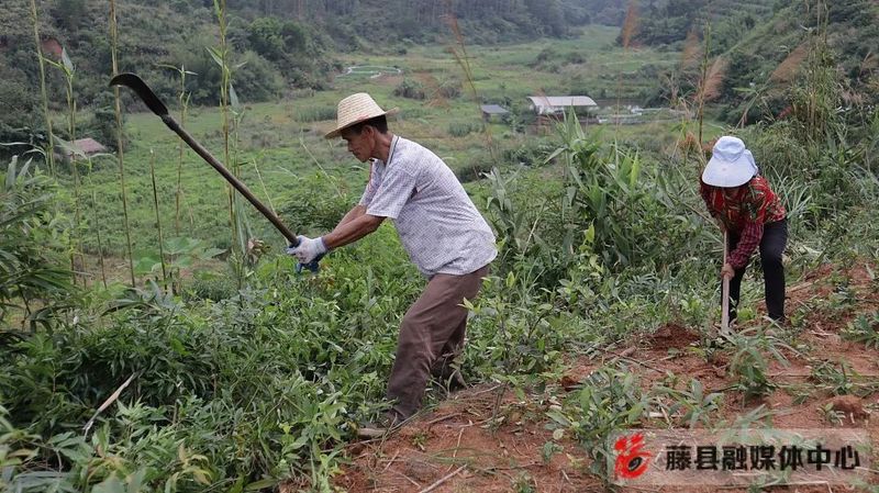 关于藤县积极探索茶产业文旅发展新模式的新闻(2)
