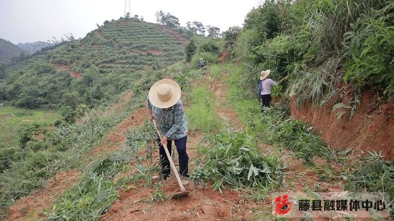 关于藤县积极探索茶产业文旅发展新模式的新闻