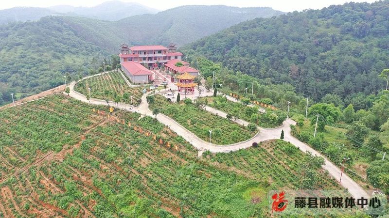 关于藤县积极探索茶产业文旅发展新模式的新闻(3)