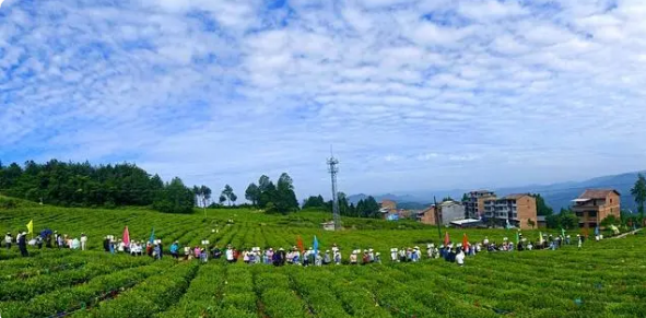 有关于第二届大巴山茶叶行业职工职业技能大赛在四川万源开赛的消息(3)