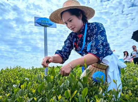 有关于第二届大巴山茶叶行业职工职业技能大赛在四川万源开赛的消息(2)