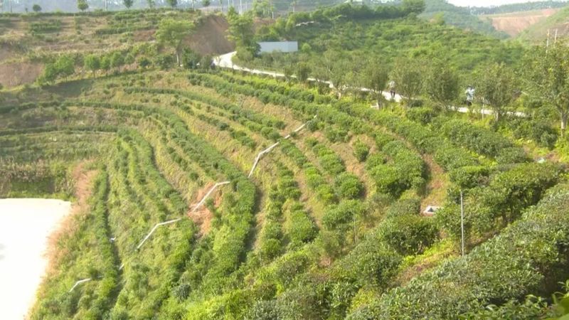 有关于长洲区：培育新质生产力 推进六堡茶产业高质量发展的相关内容