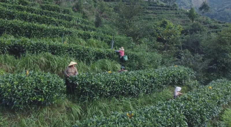 有关于长洲区：培育新质生产力 推进六堡茶产业高质量发展的相关内容(2)