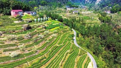 关于荣县花茶获评中国茶叶区域公用品牌价值100强的消息(1)