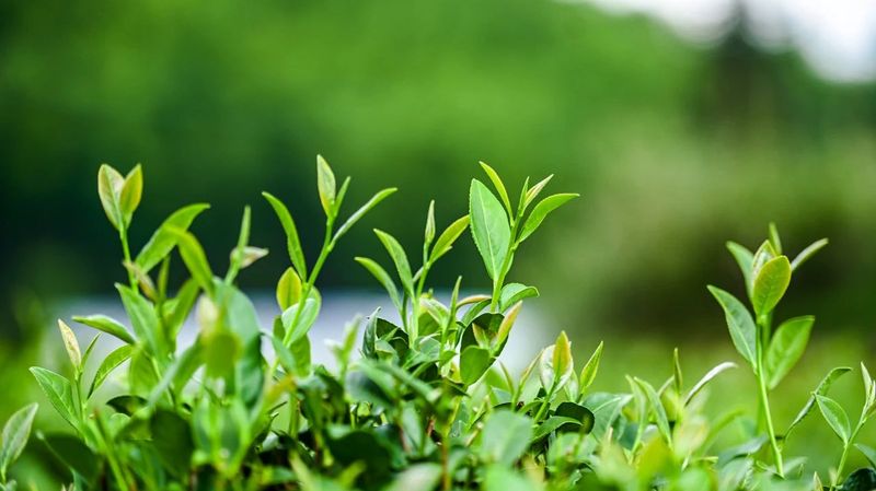 关于“烽烟”再起！寿宁这场斗茶赛很有看点……的内容(10)