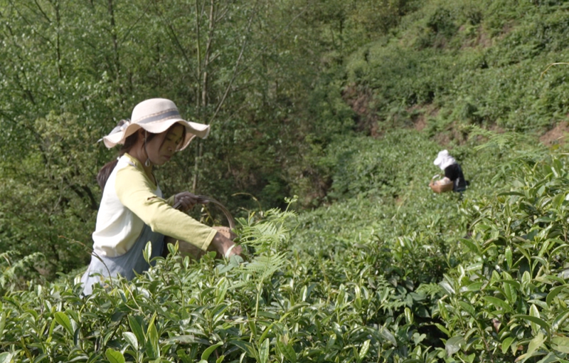 关于花都关岭推进东西部协作发展茶产业见闻的相关内容(1)