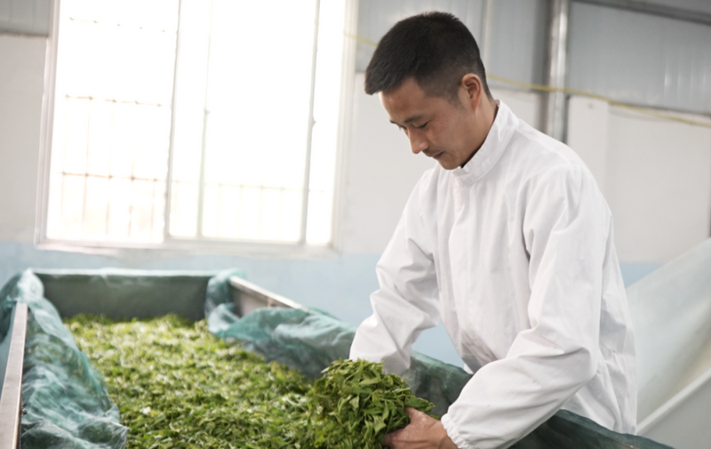 关于花都关岭推进东西部协作发展茶产业见闻的相关内容(2)