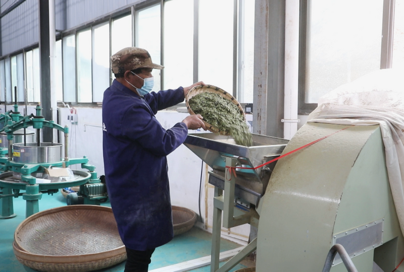 关于花都关岭推进东西部协作发展茶产业见闻的相关内容(3)