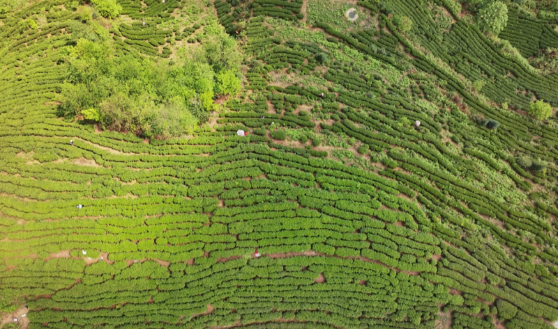 关于花都关岭推进东西部协作发展茶产业见闻的相关内容