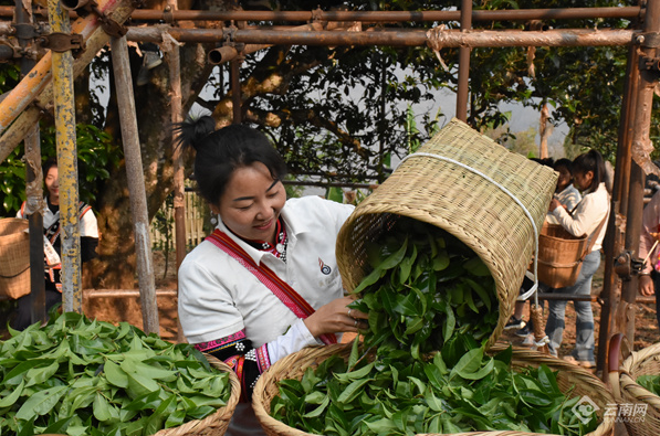 关于普洱澜沧：茶香四溢的春茶收官季的信息