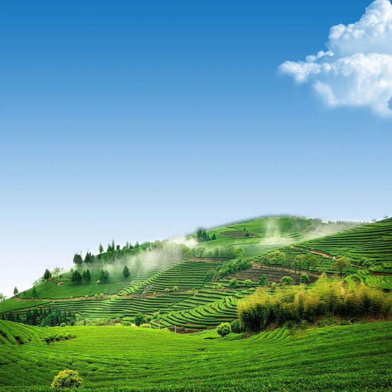 有关于600+茶样！5大茶王！宁德现象级茶王赛赛果出炉的相关内容(15)