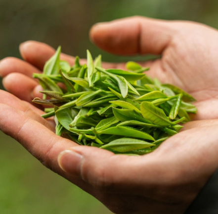 有关于中国茶寿之乡标准正式确定的信息(3)