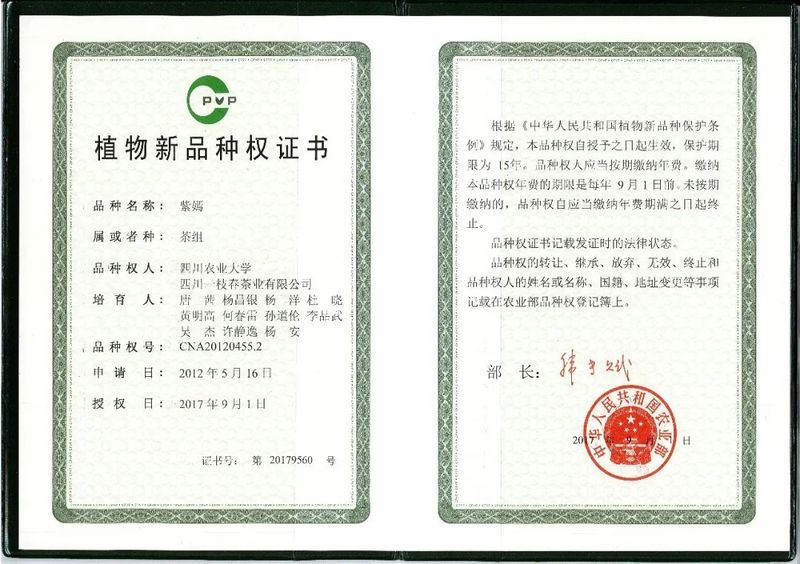 关于好看又好卖 沐川紫茶是如何做到的？的内容(1)