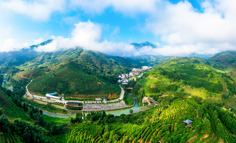 关于2024中国茶区域公用品牌价值TOP20建设案例：福安坦洋工夫的相关信息