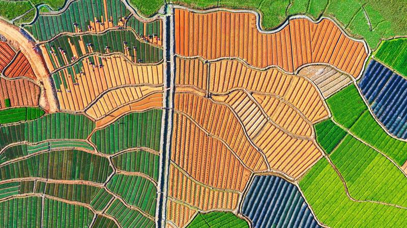 关于2024中国茶区域公用品牌价值TOP20建设案例：福安坦洋工夫的相关信息(4)