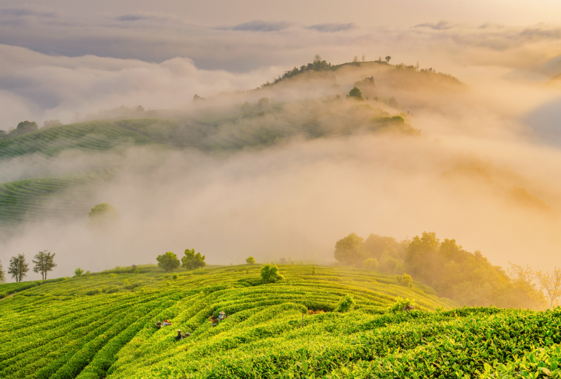 关于2024中国茶区域公用品牌价值TOP20建设案例：福安坦洋工夫的相关信息(3)