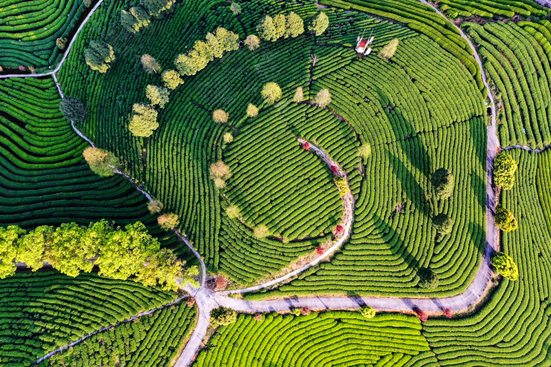 关于2024中国茶区域公用品牌价值TOP20建设案例：福安坦洋工夫的相关信息(2)