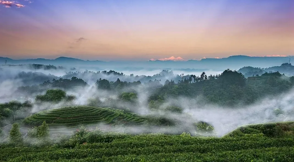 关于茶韵飘香 传承文化 名山区举行“故宫贡茶回蒙顶山”系列活动之专题讲座的最新消息(1)