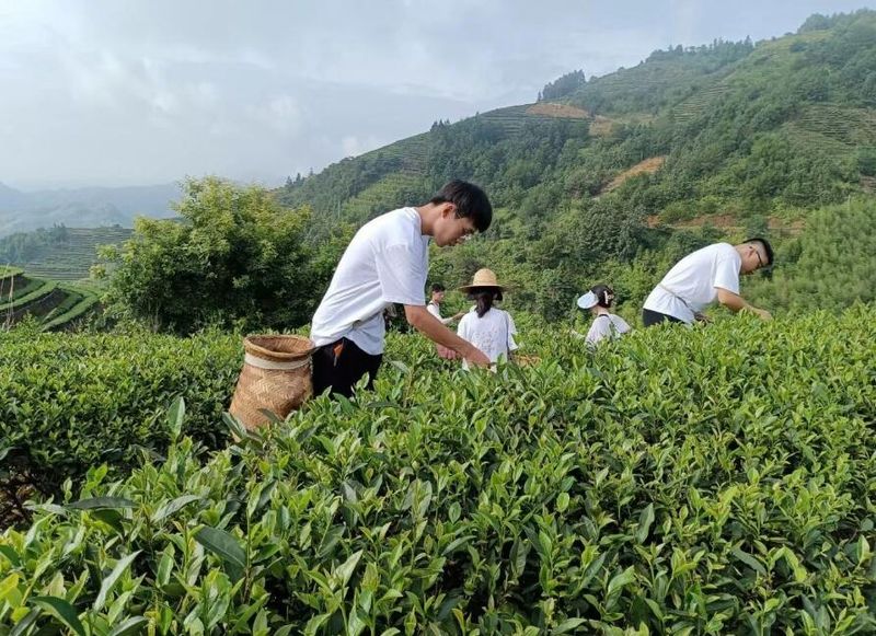 关于农行漳平支行：“金融活水”助力漳平水仙茶产业焕发新机的相关信息(2)