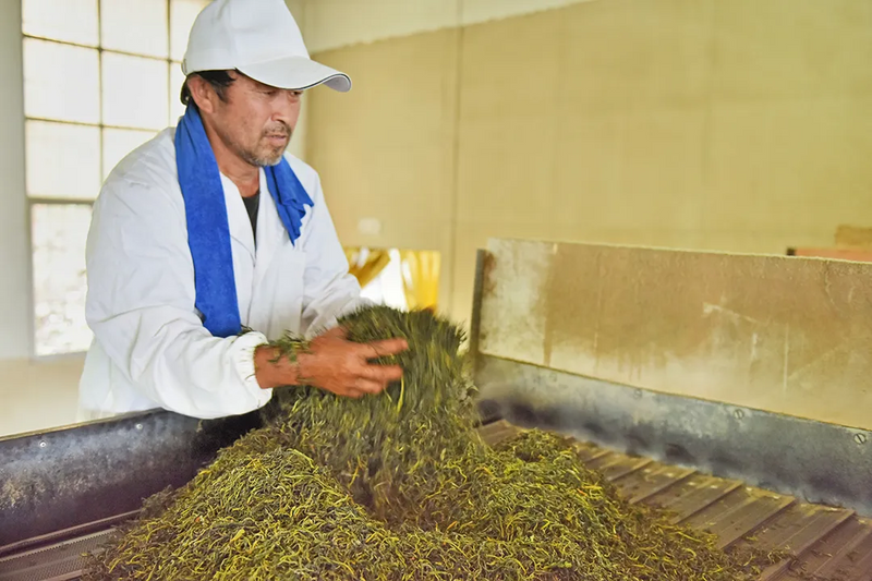 有关于521，聊聊传说中的昌宁茶的相关信息(10)