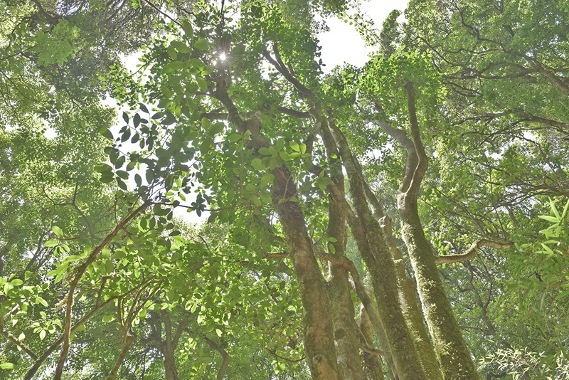 有关于521，聊聊传说中的昌宁茶的相关信息(3)