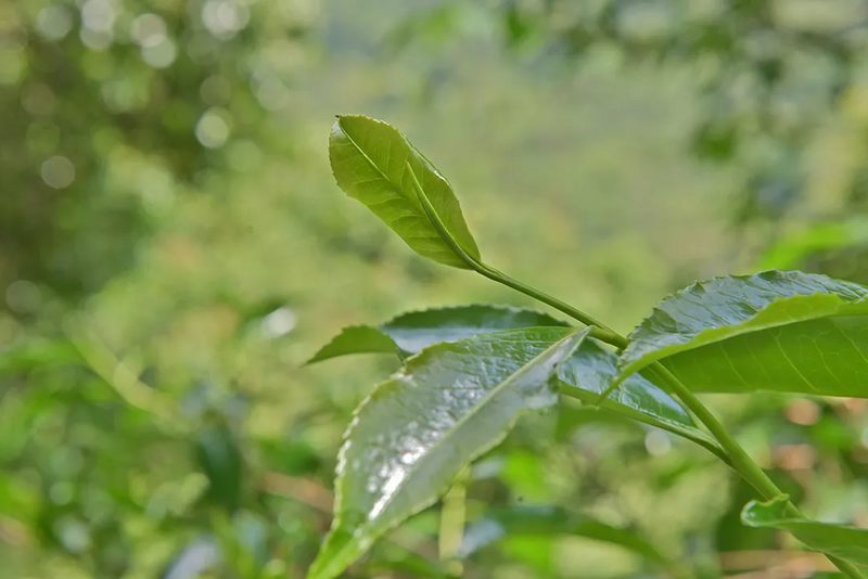 有关于521，聊聊传说中的昌宁茶的相关信息(6)