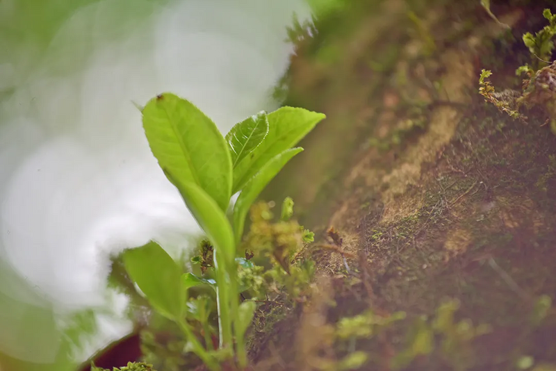 有关于521，聊聊传说中的昌宁茶的相关信息(5)