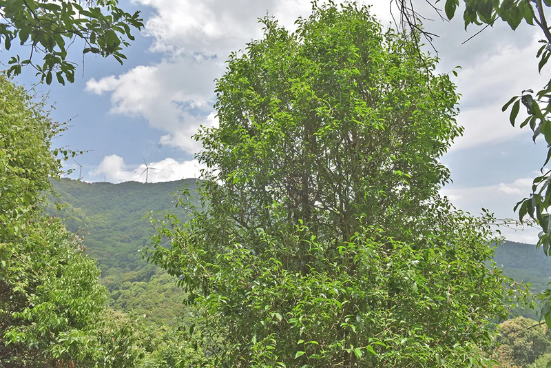 有关于521，聊聊传说中的昌宁茶的相关信息(2)