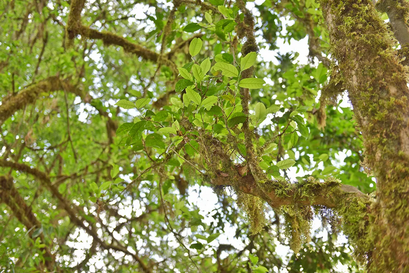 有关于521，聊聊传说中的昌宁茶的相关信息(4)
