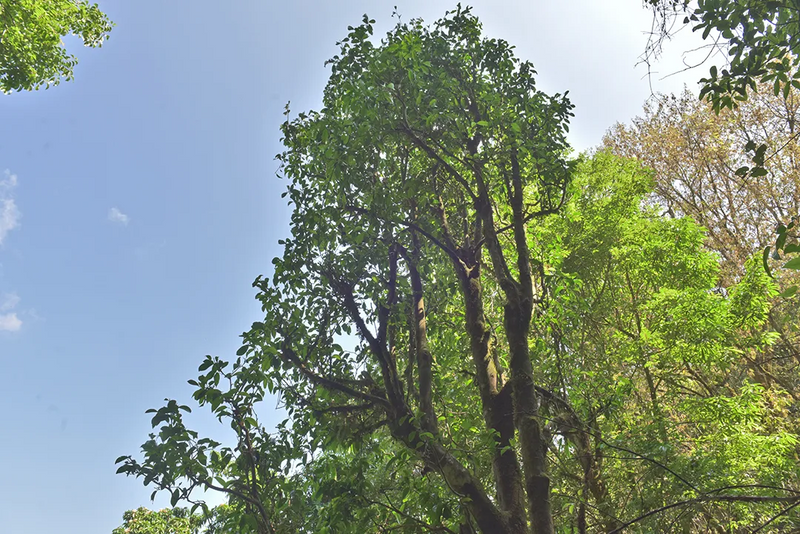 有关于521，聊聊传说中的昌宁茶的相关信息