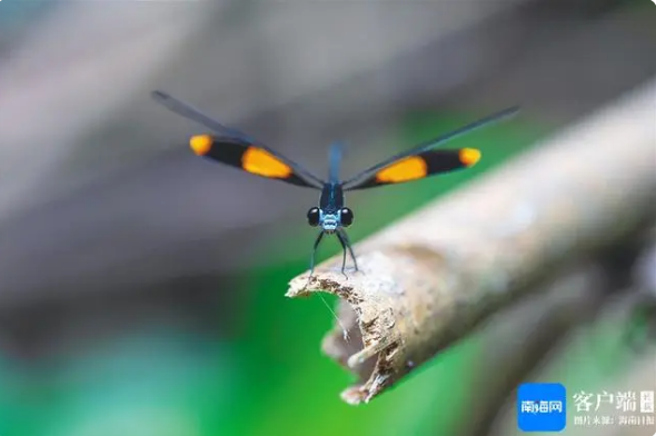 有关于五指山、白沙等中部市县借助生态优势发展壮大茶产业链的内容(2)