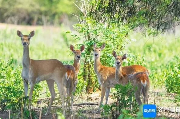 有关于五指山、白沙等中部市县借助生态优势发展壮大茶产业链的内容(4)