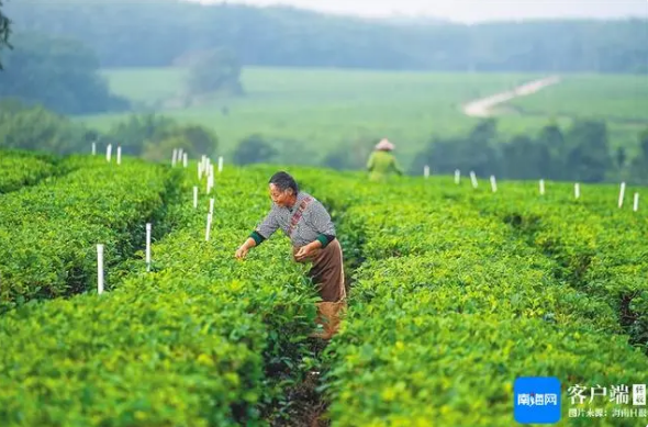 有关于五指山、白沙等中部市县借助生态优势发展壮大茶产业链的内容