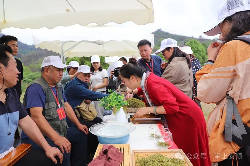 关于2024国际茶日·安顺市茶文旅品牌推介活动举行的相关信息(1)