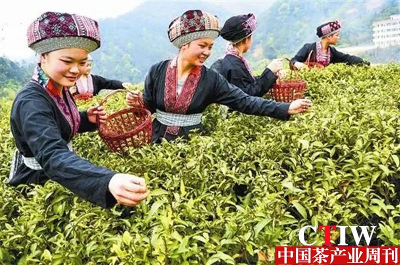有关于贺州市推进茶产业高质量发展的信息