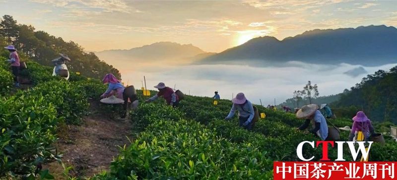 有关于贺州市推进茶产业高质量发展的信息(1)