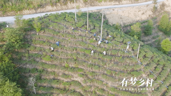 关于有梦乡村⑤ 产业先行，做活乡村振兴“茶文章”的资讯(2)