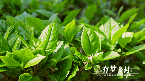 关于有梦乡村⑤ 产业先行，做活乡村振兴“茶文章”的资讯(9)