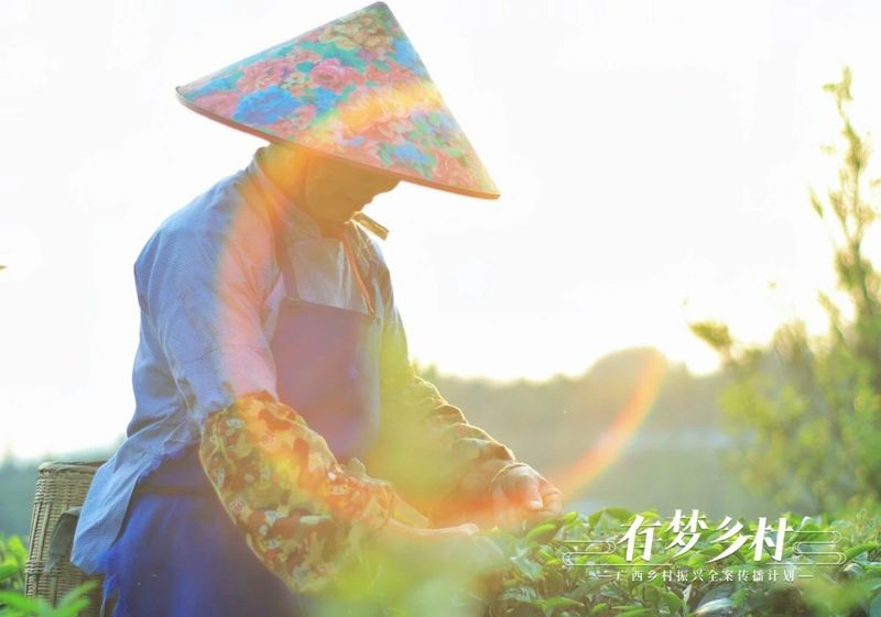 关于有梦乡村⑤ 产业先行，做活乡村振兴“茶文章”的资讯(4)