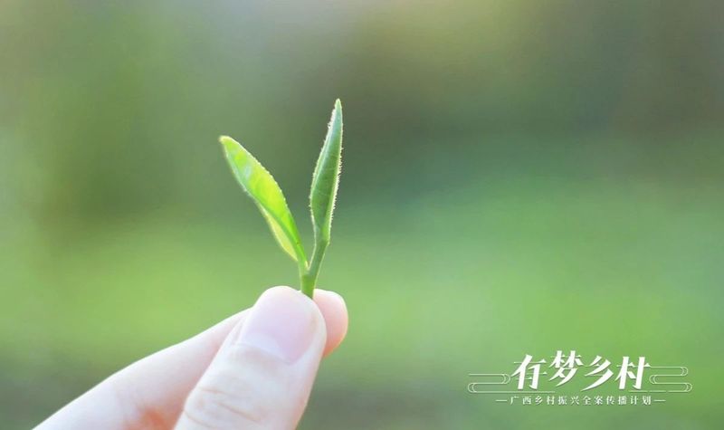 关于有梦乡村⑤ 产业先行，做活乡村振兴“茶文章”的资讯(1)