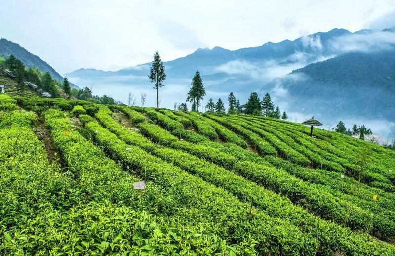 有关于新化县奉家镇：隐世古村落深藏唯美云海茶山的内容(2)