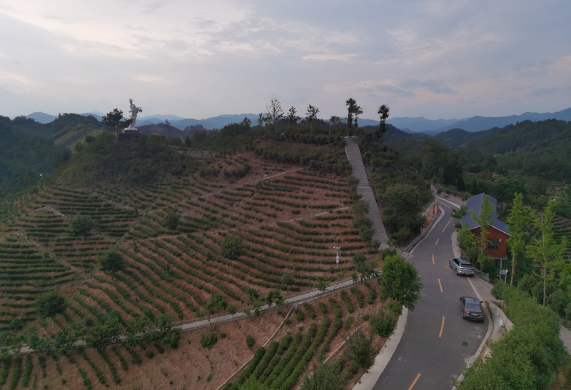 关于商洛商南：小茶叶托起乡村振兴梦的相关信息