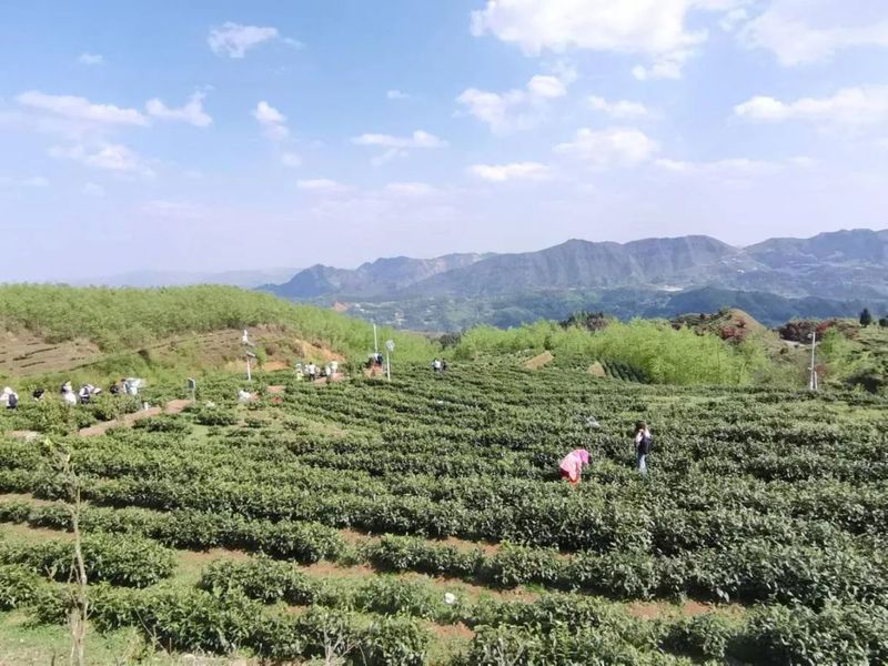 有关于普安感恩茶园联农带农带领群众奔上致富路的最新消息(2)