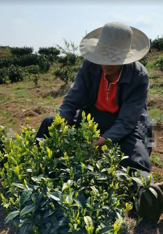 有关于普安感恩茶园联农带农带领群众奔上致富路的最新消息(1)