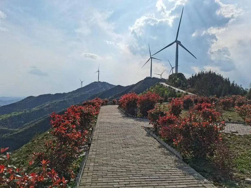 有关于普安感恩茶园联农带农带领群众奔上致富路的最新消息(5)