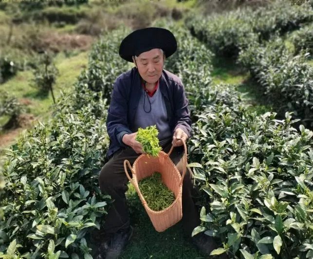 有关于普安感恩茶园联农带农带领群众奔上致富路的最新消息