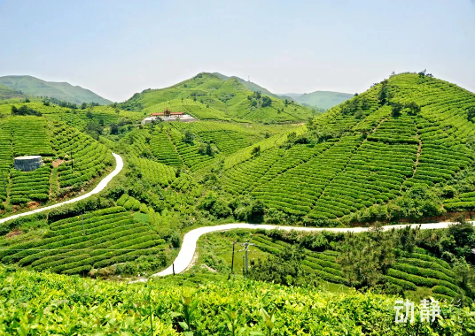 关于都匀毛尖佳绩不断的资讯(1)