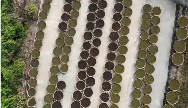 关于临沧凤庆：以产业园区赋能茶产业发展的信息(2)