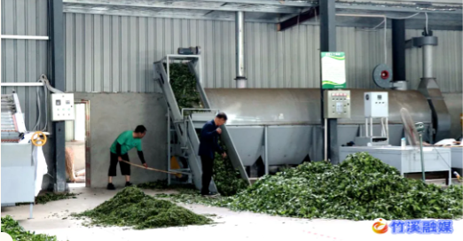 有关于竹溪县出台奖补政策赋能茶产业发展 让“绿叶子”变成富民“金叶子”的内容(5)
